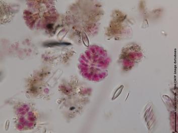 N011 100x.JPG